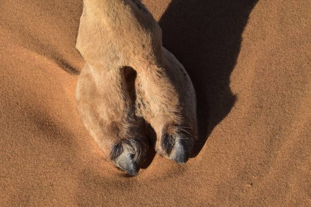 Camel Toe Camel Toe