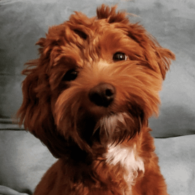 Suzy mini labradoodle Suzy mini labradoodle